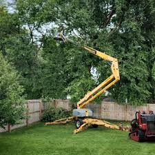 Best Tree and Shrub Care  in Thermalito, CA